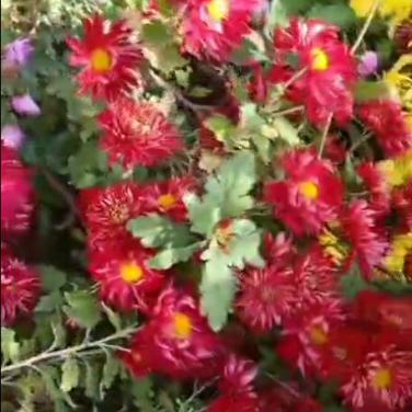 苯鈦氨酸鈉小試在菊花促花效果01